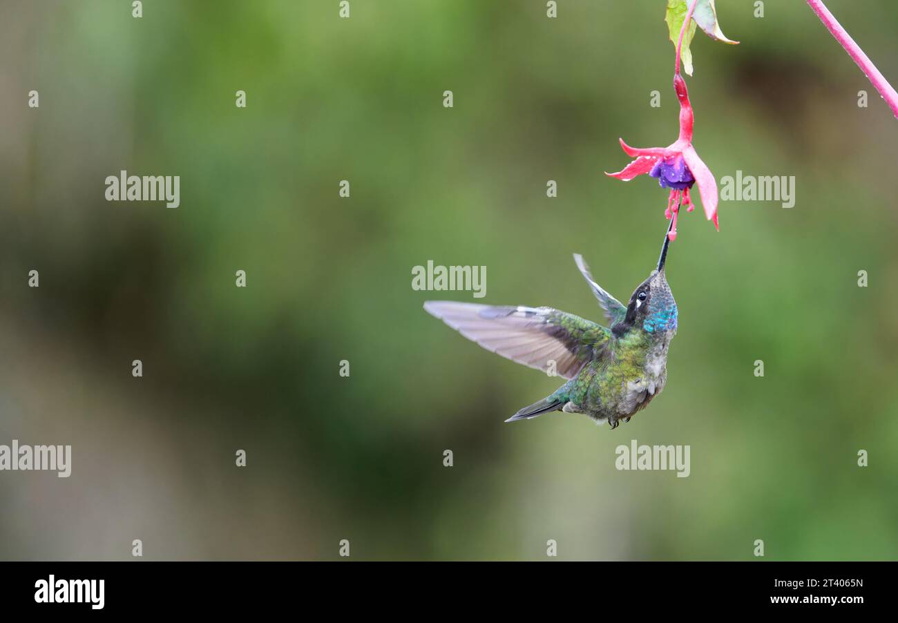 Talamanca Hummingbird Stock Photo
