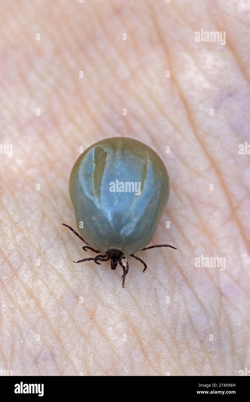 Castor bean tick (Ixodes ricinus) female with blood on human