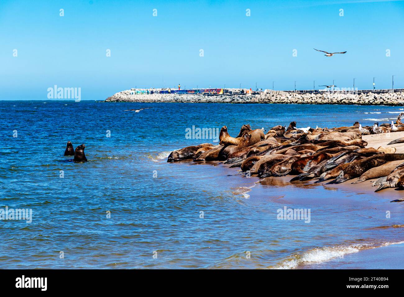 Many sea lions are on the beach next to the Necochea harbor in Argentina. Stock Photo