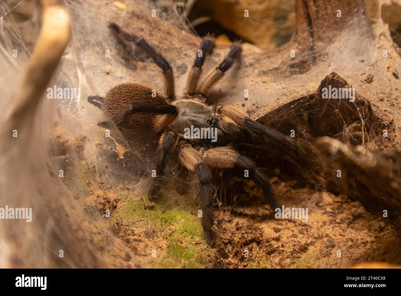 Oslo reptile park hires stock photography and images Alamy