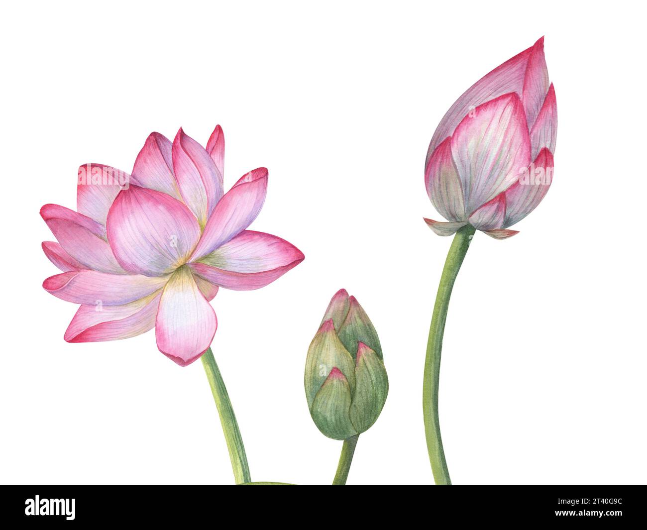 Floral composition with pink Lotus flower, Buds. Delicate blooming