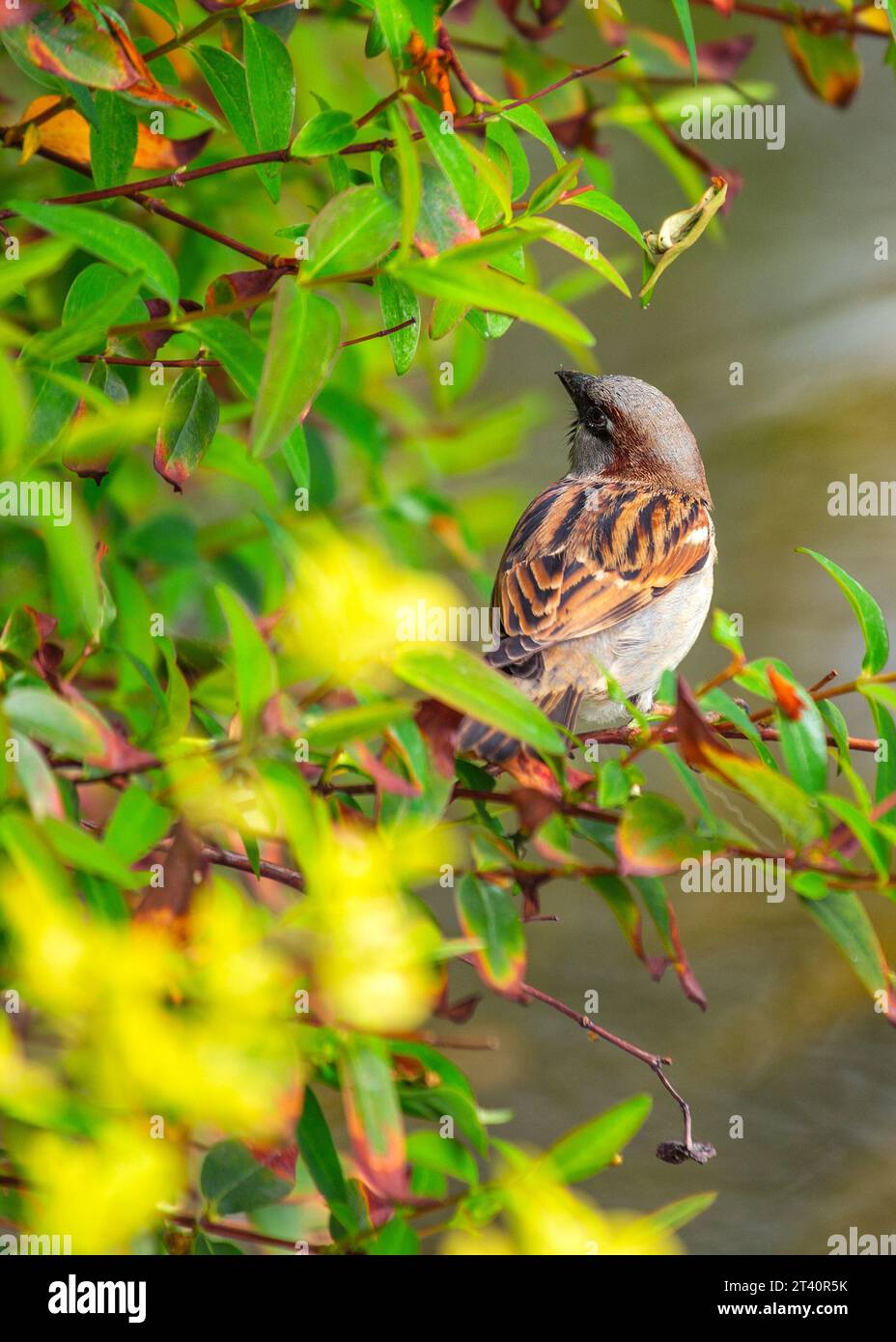 Small Brown Songbird With Streaked Plumage Found In Woodlands Parks Small brown songbird with streaked plumage found in woodlands parks