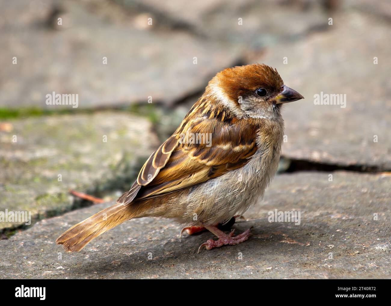 Small Brown Songbird With Streaked Plumage Found In Woodlands Parks Small brown songbird with streaked plumage found in woodlands parks