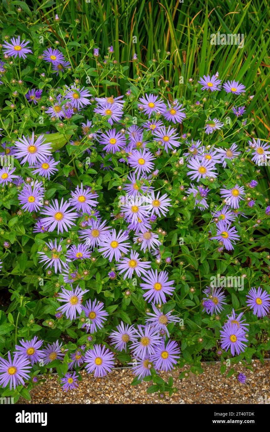Blue Aster Frikartii Monch flowering in a herbaceous border in late summer. Stock Photo