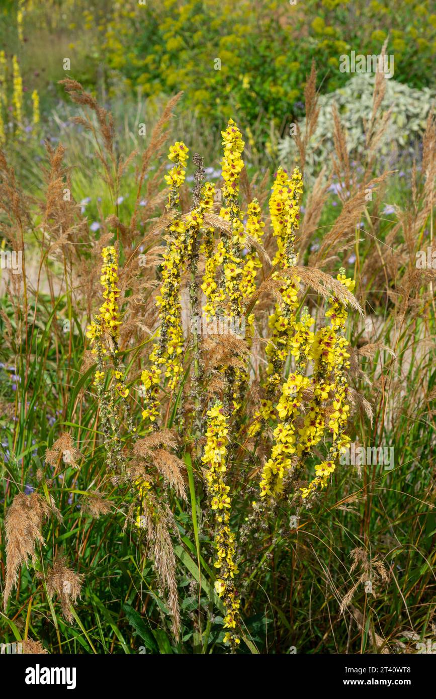 Yellow Verbascum in the Paradise garden at RHS Bridgewater, Worsley, Manchester, England. Stock Photo