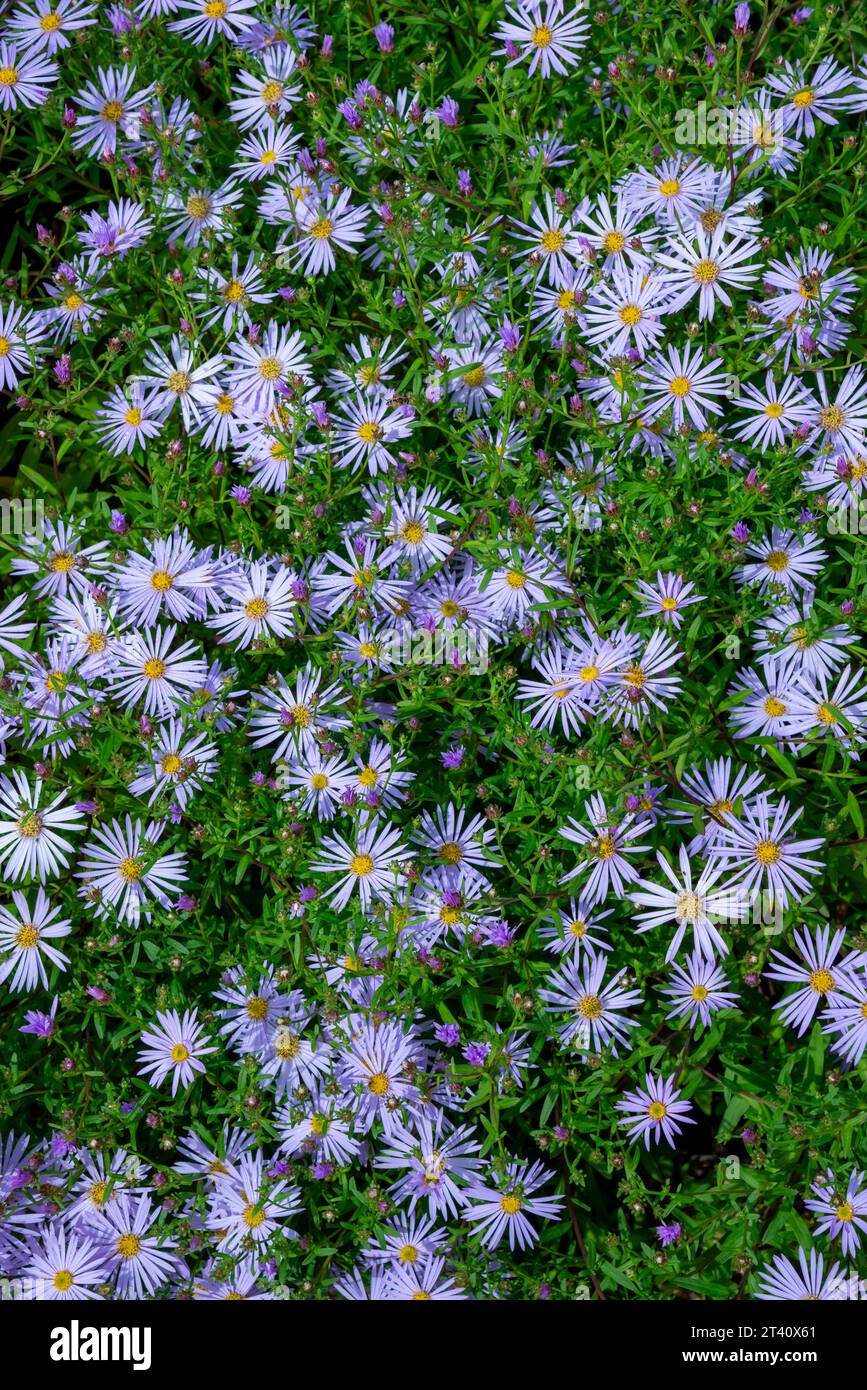 Close up of a late summer flowering blue Aster at RHS Bridgewater, Worsley, Manchester, England. Stock Photo