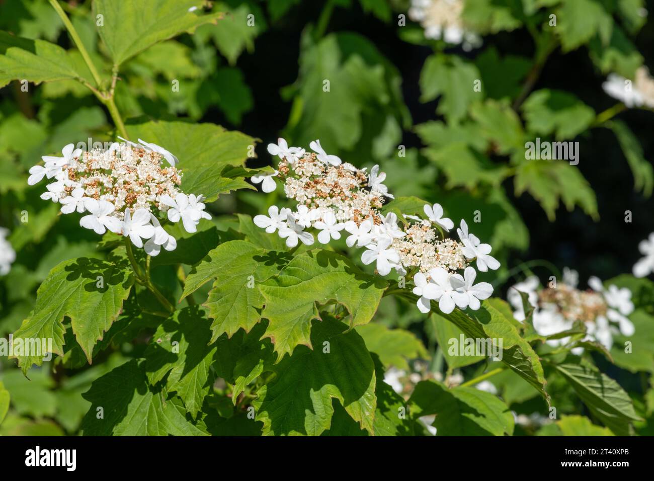 Close up of cranberry bush viburnum (viburnum trilobum) flowers in bloom Stock Photo