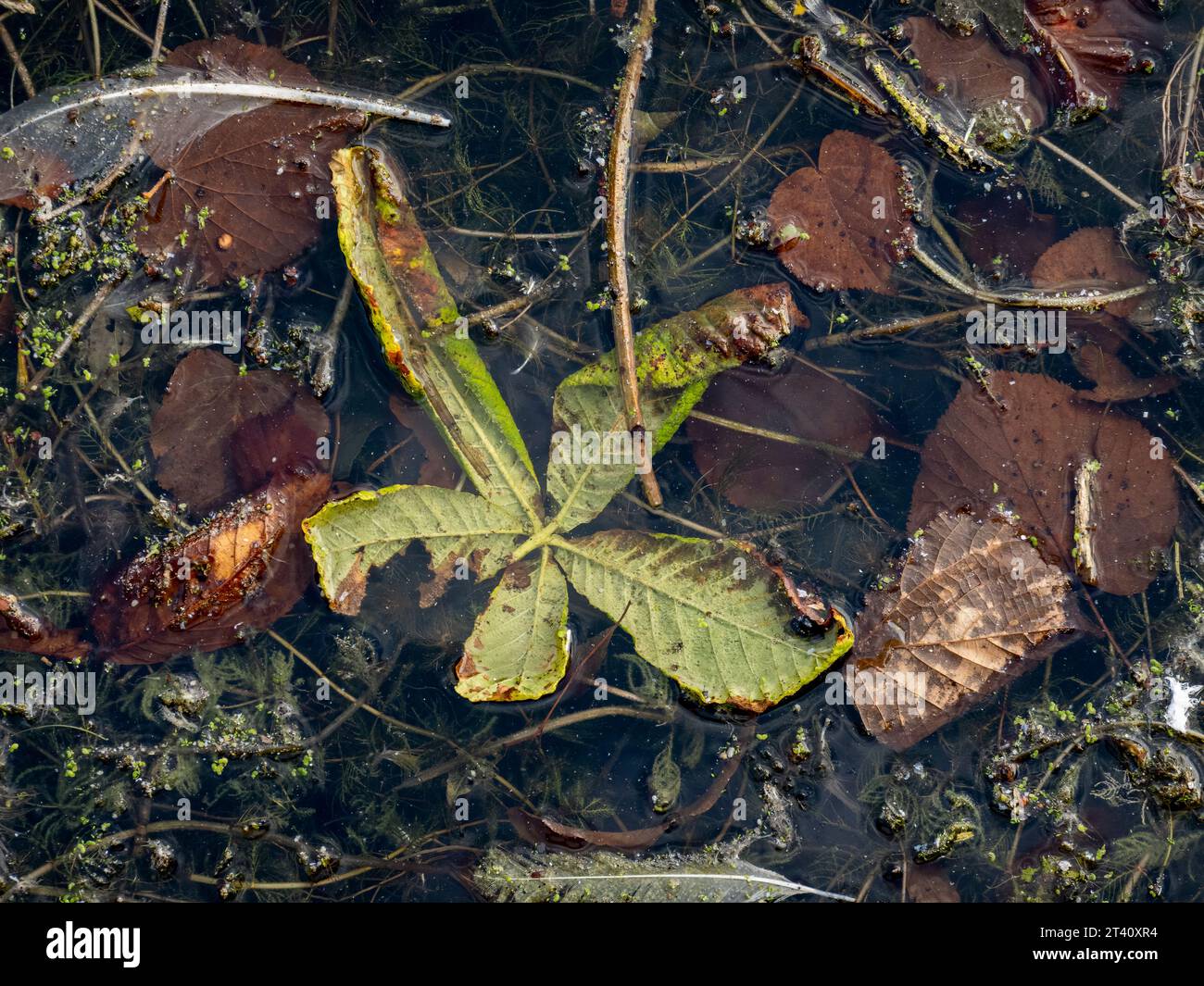 Autumn leaves fallen in a lake pollution or Autumn concept Stock Photo