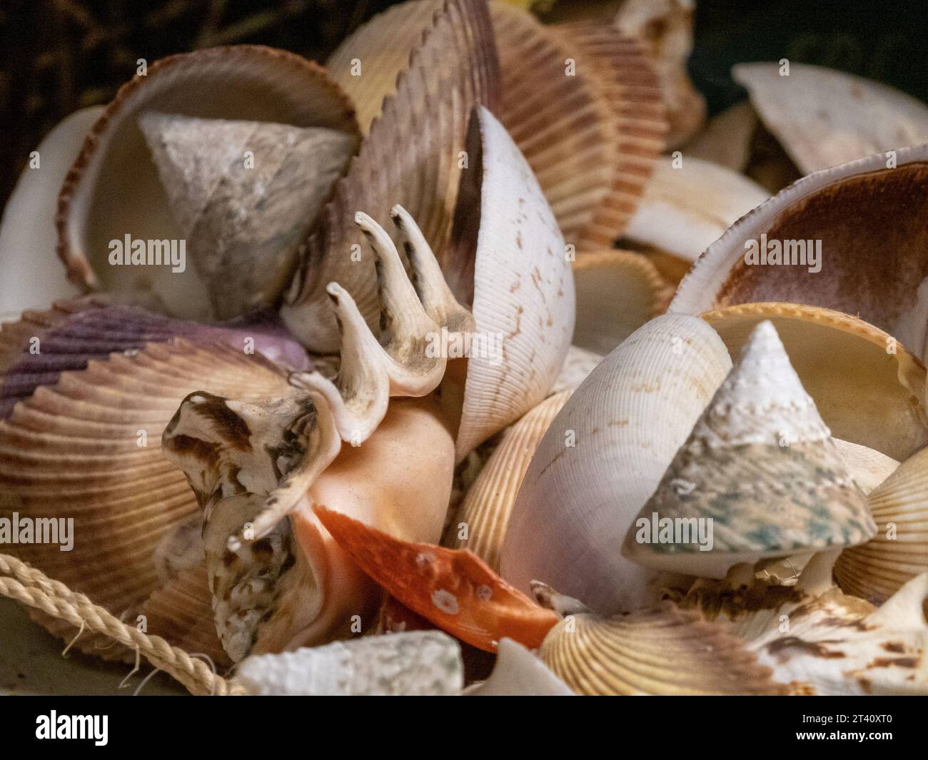 Different Types Of Sea Shells Stock Photo Alamy Different Types Of Sea Shells Stock Photo Alamy