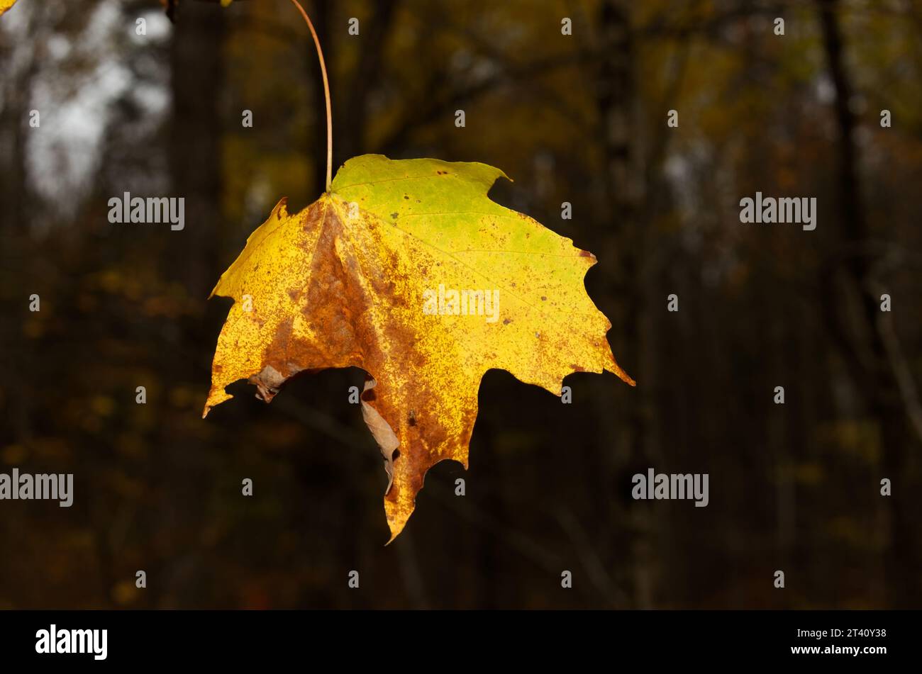 Maple leaf on a tree branch in the Autumn. Quebec,Canada Stock Photo