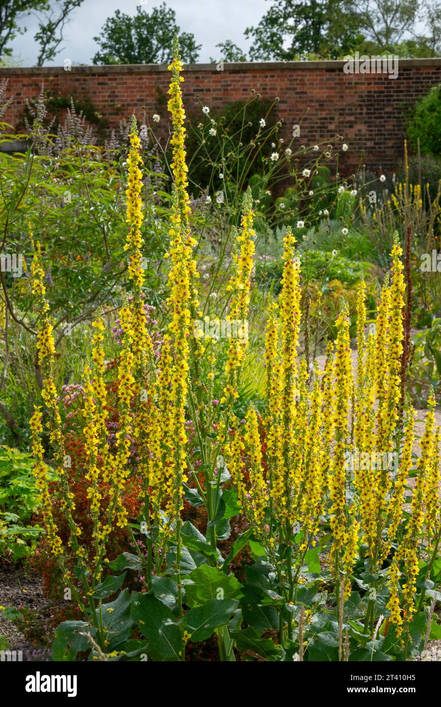 Tall yellow Verbasums in an English walled garden in mid summer. Stock Photo