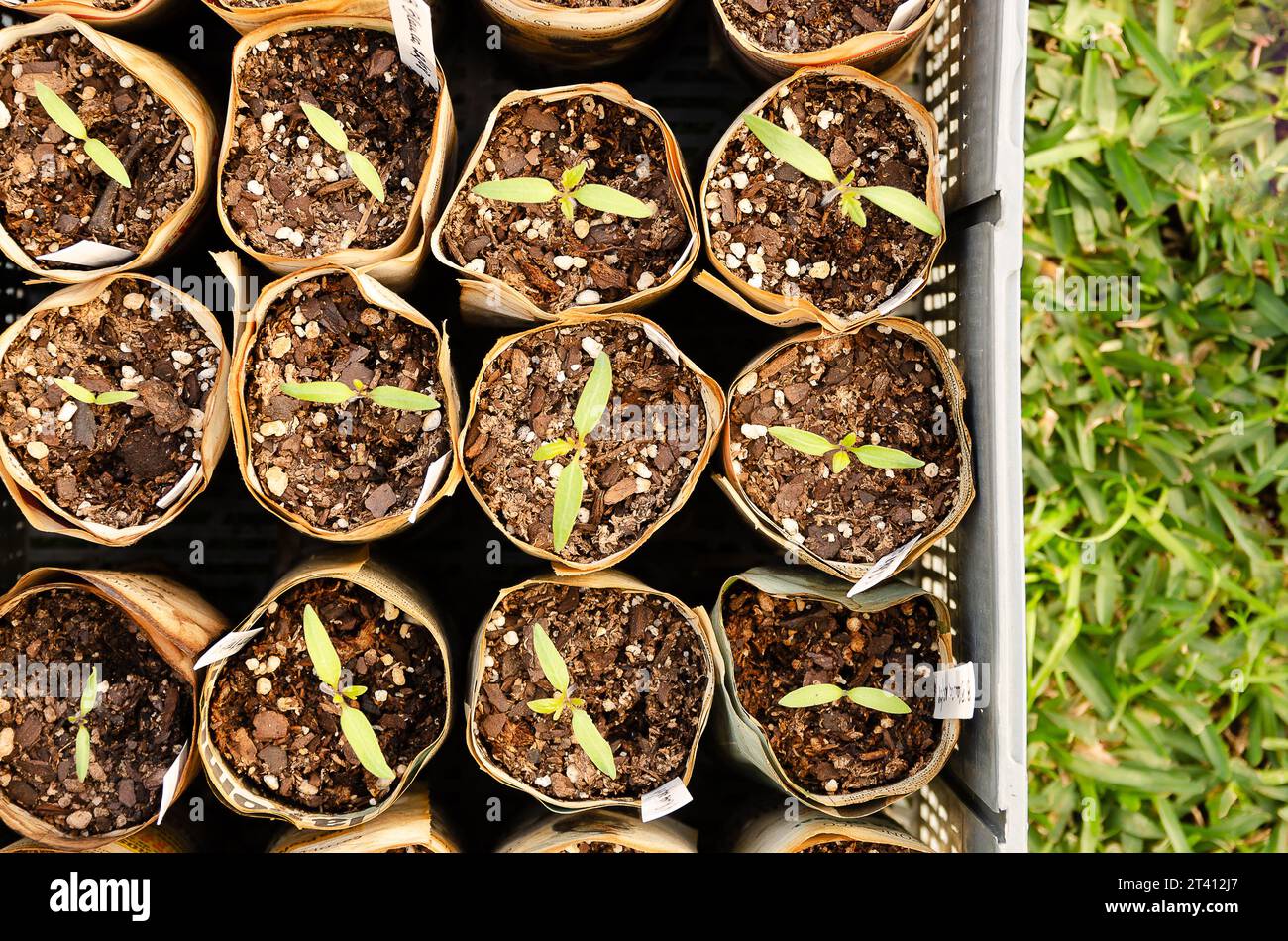 Gardening with recycled material. Seedlings in pots made of newspaper