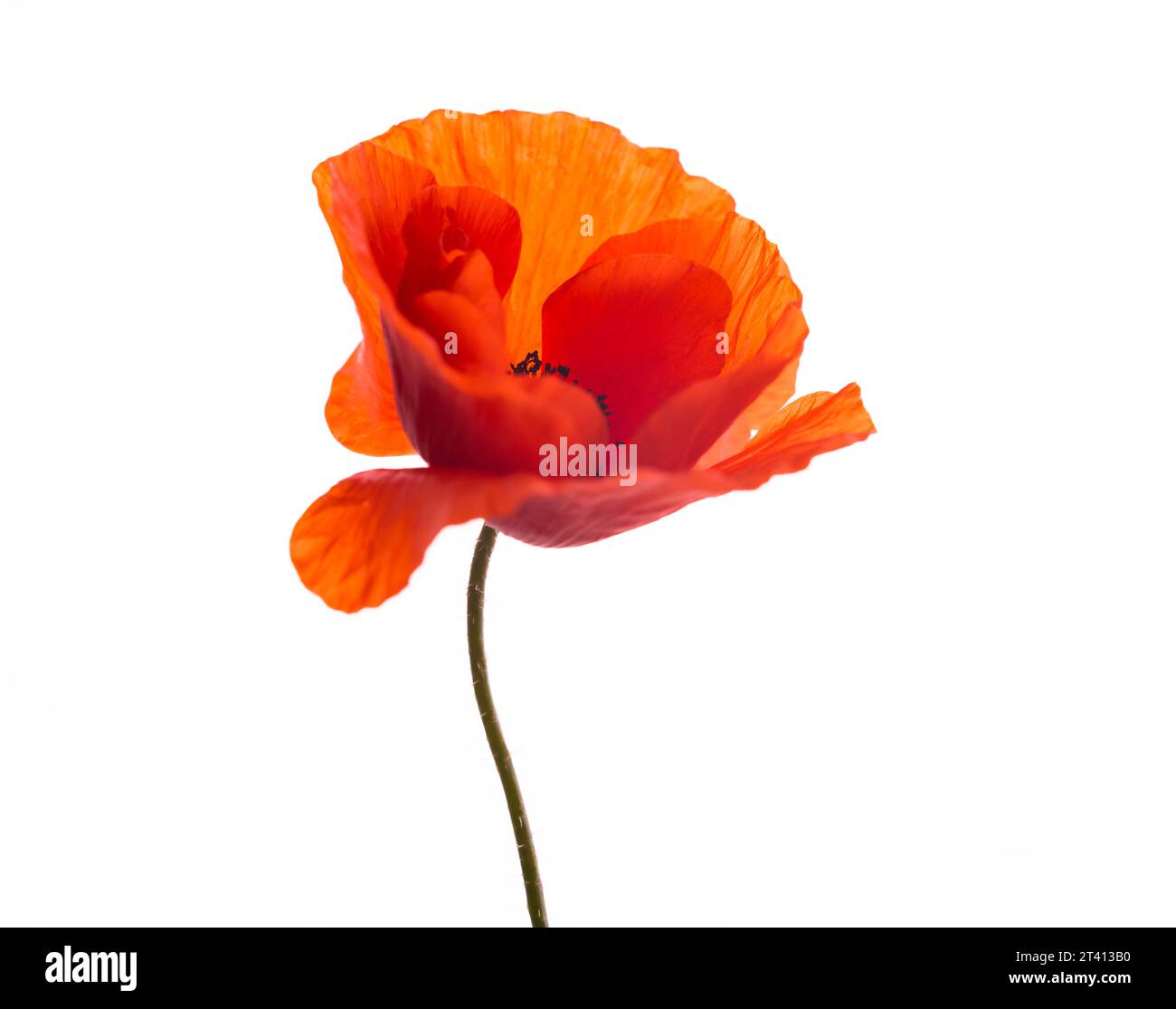 Red poppy flower isolated on a white background Stock Photo - Alamy