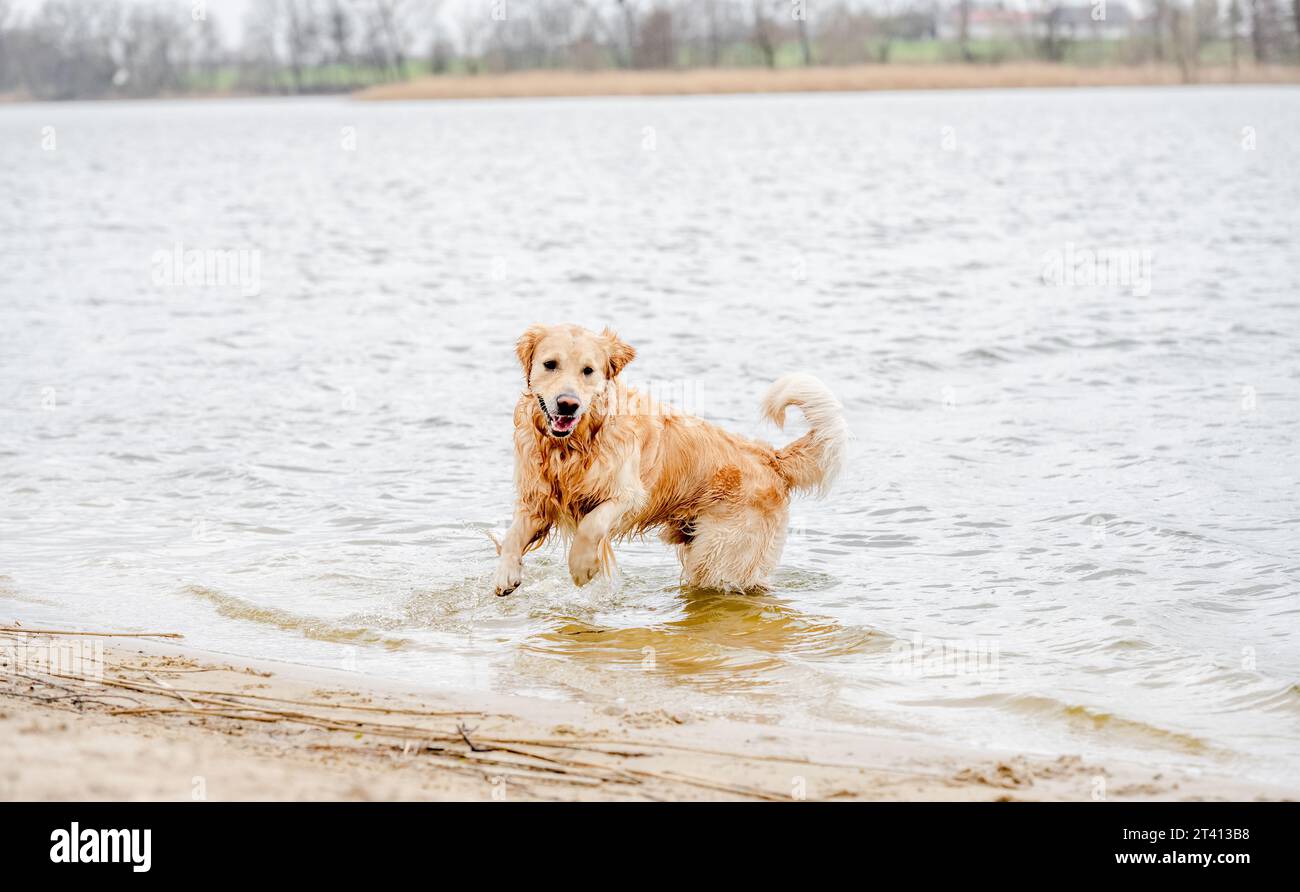 Beautiful golden retriever dog playing in the water on the beach Stock ...