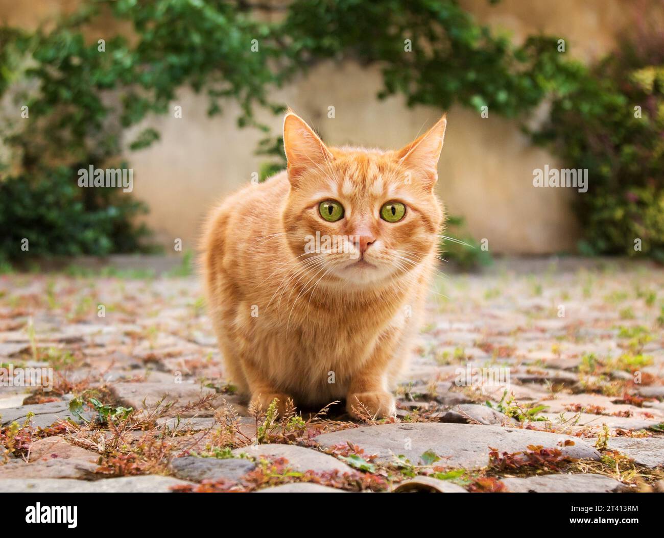 Surprised red cat with green eyes is looking at camera outdoors. Who's here? Stock Photo