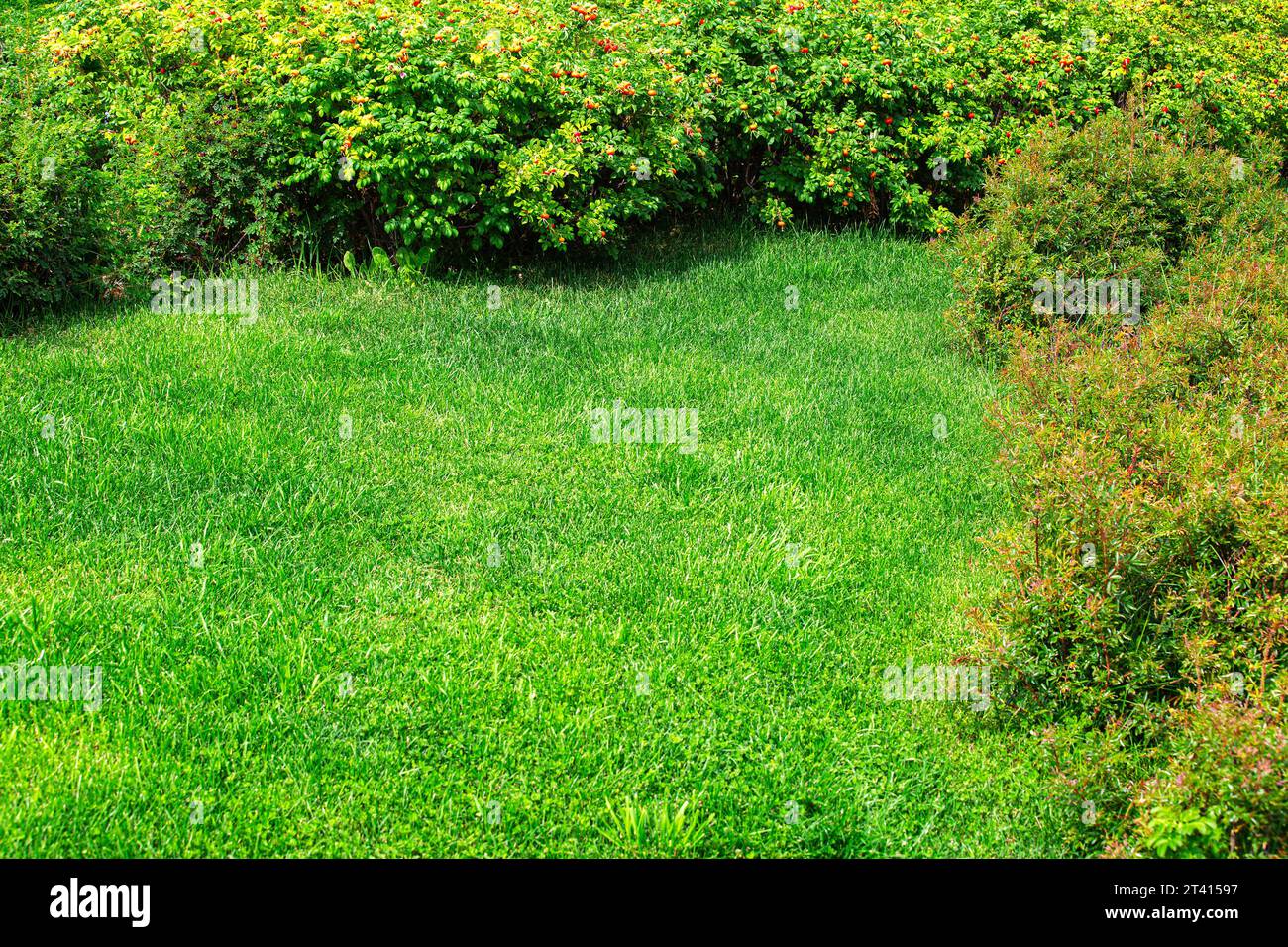 landscape design of a clearing with a mowed lawn surrounded by bushes on a sunny summer day, nobody. Stock Photo