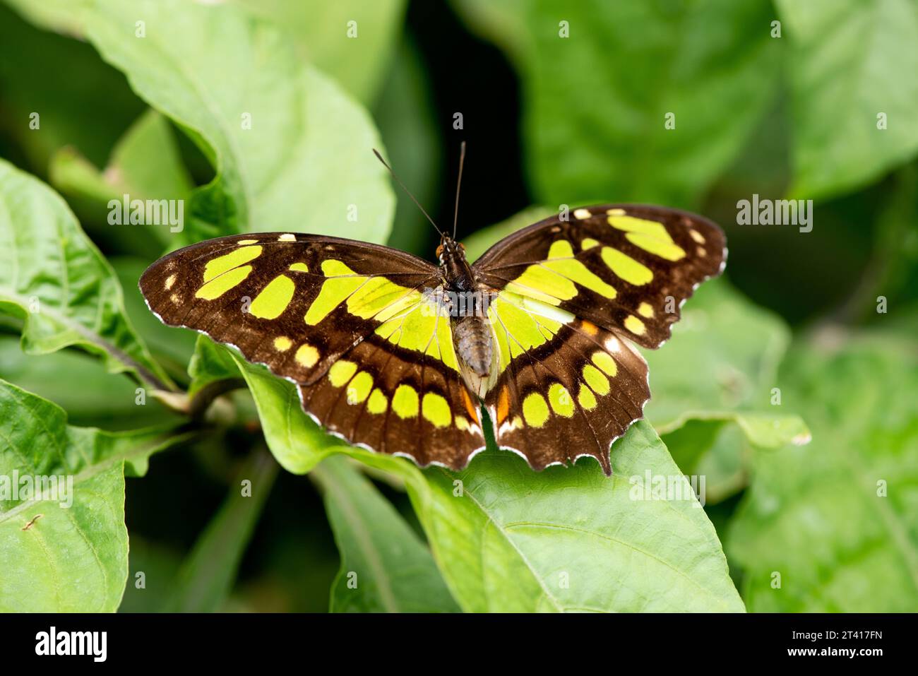 Malachite Butterfly, Siproeta stelenes, dark with with green patches on the leaves in the garden Stock Photo