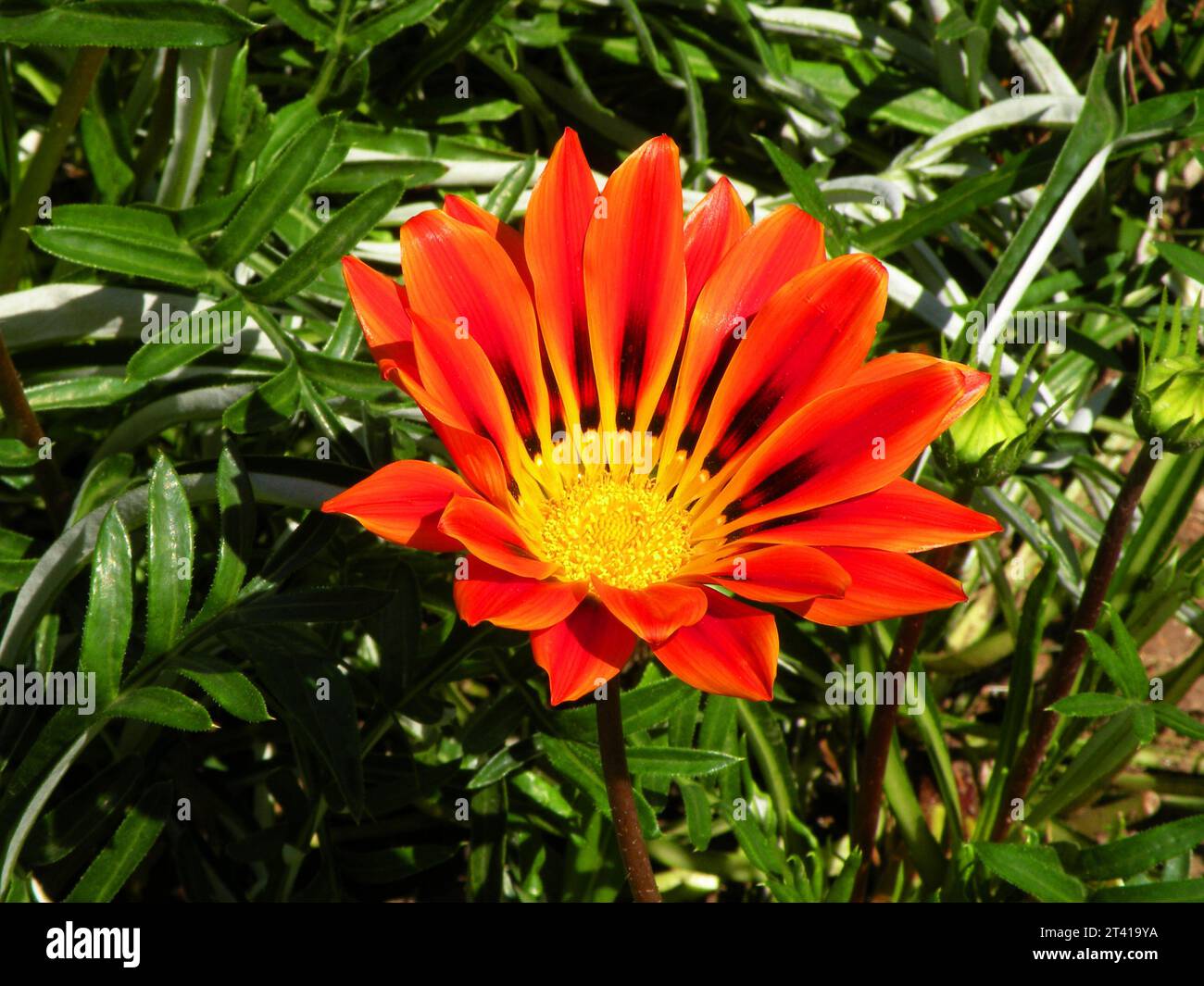 Gazania linearis, beautiful ornamental flower Stock Photo
