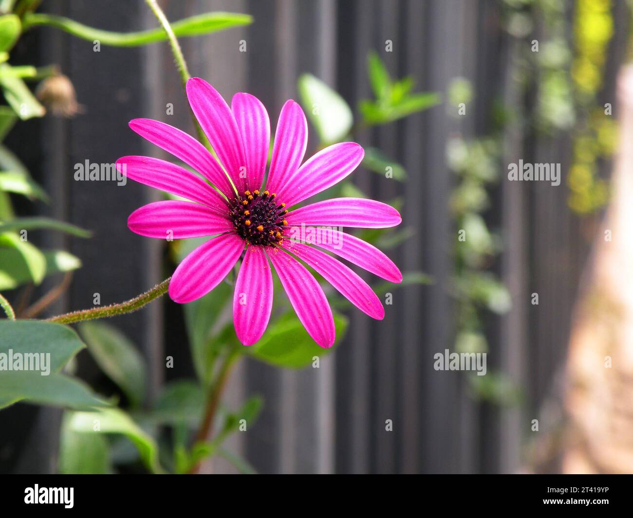 Dimorphotheca, beautiful african purple daisy peeking through the fence ...