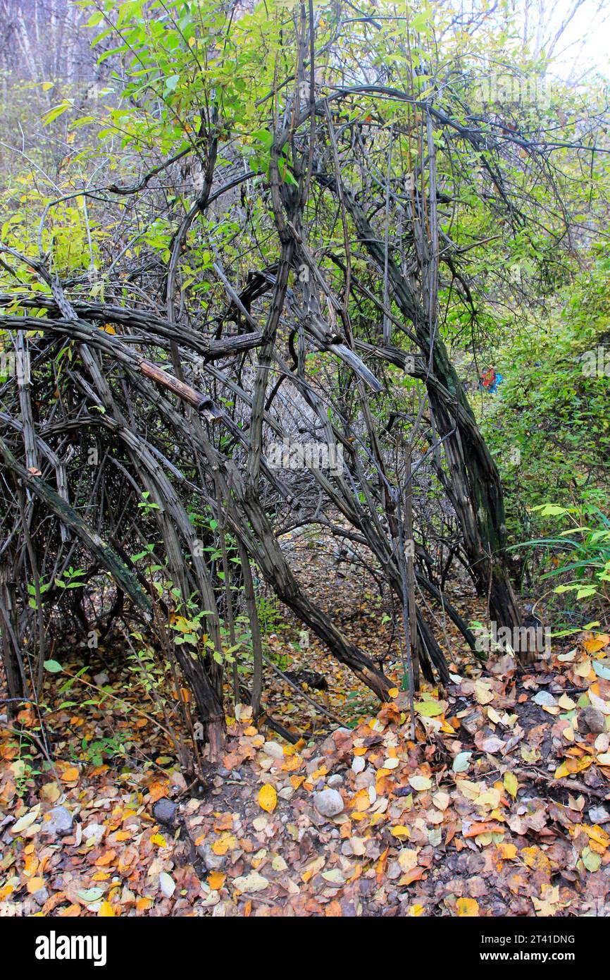 Hillside vines trees in hi res stock photography and images Alamy