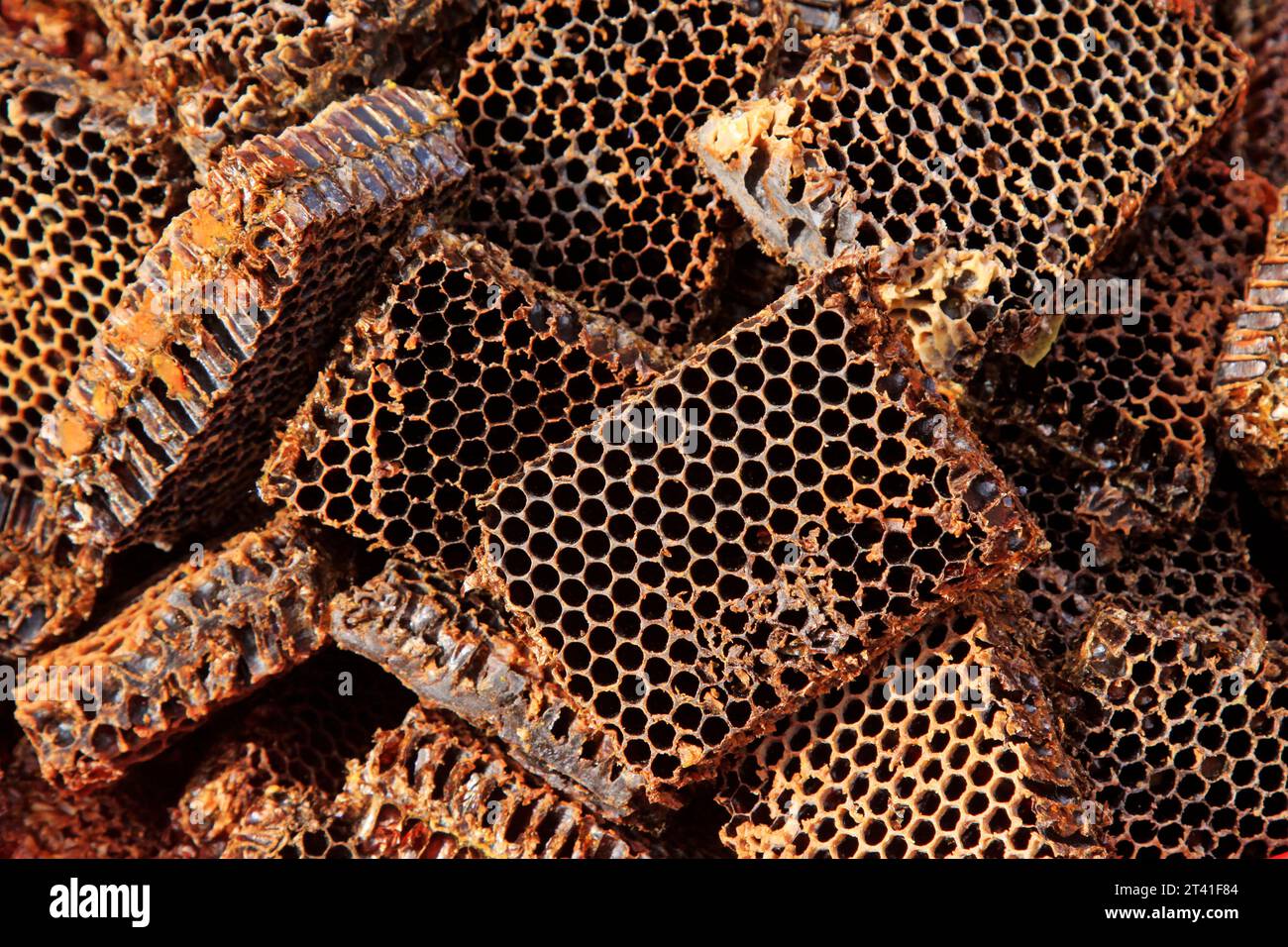 Honeycomb debris piled up together, closeup of photo Stock Photo