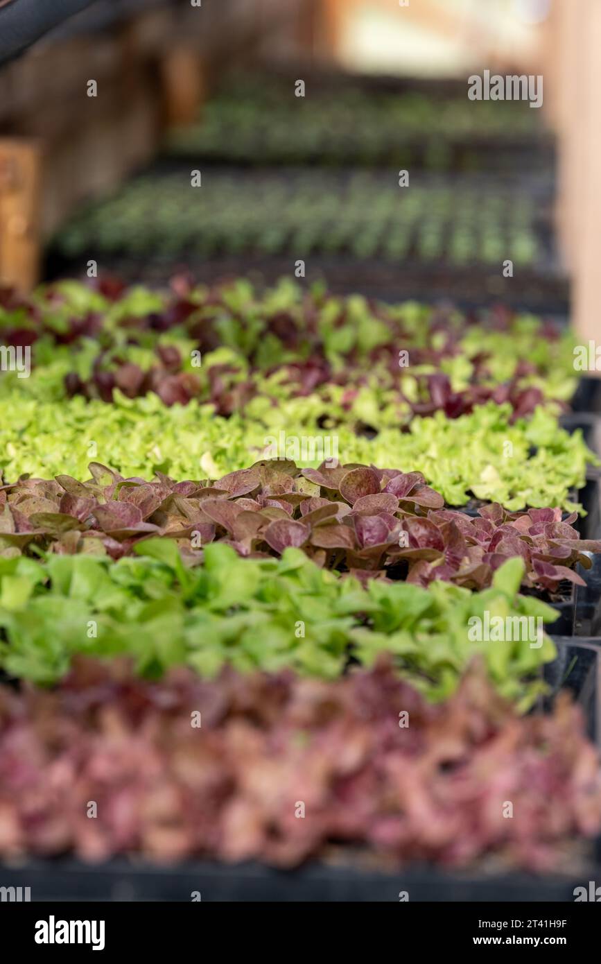 Lettuce starts in the greenhouse at the Minam River Lodge, Oregon. Stock Photo