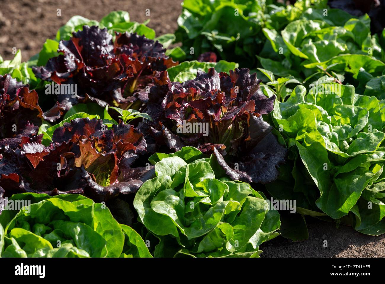 Lettuce growing in the garden of the Minam River Lodge, Oregon. Stock Photo