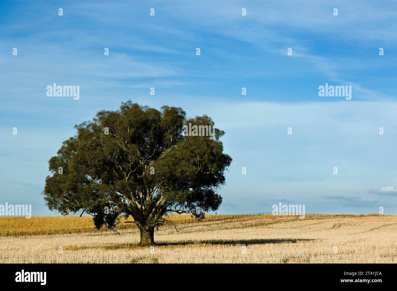 Australia, New South Wales, Eucalyptus tree in field Stock Photo