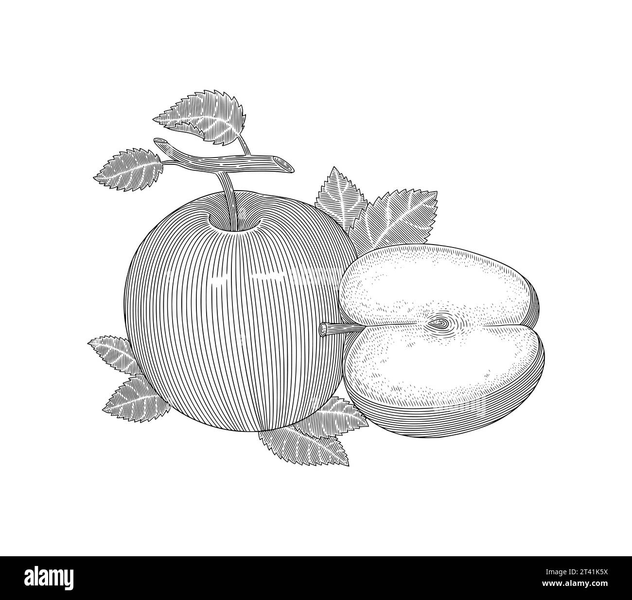 apple fruit with leafs and half slice, Vintage engraving drawing style illustration Stock Vector