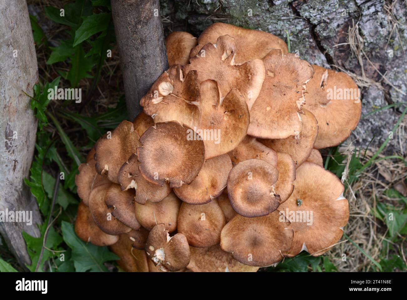 Unidentified toadstools growing in a bunch at the base of an old tree. Stock Photo