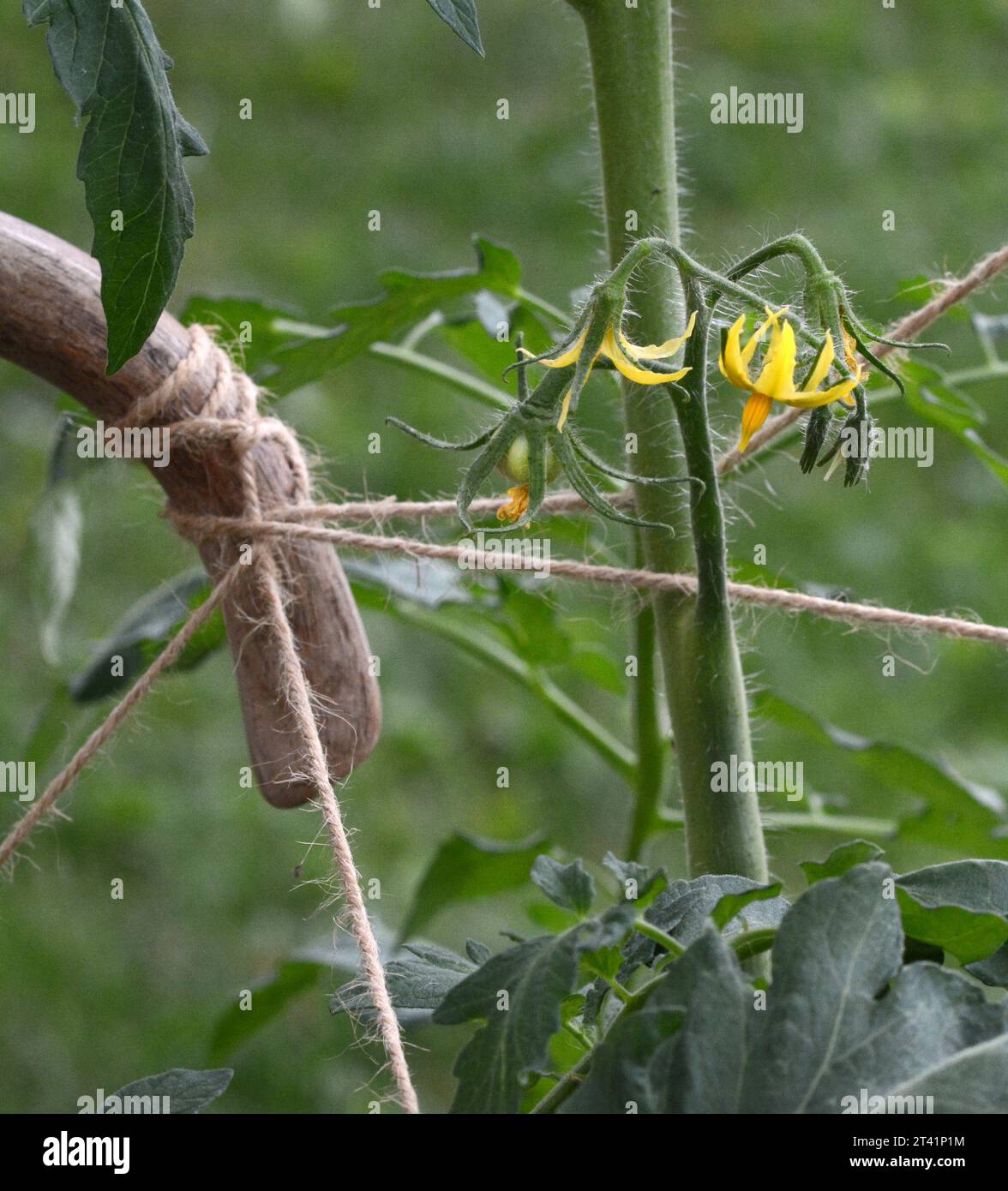 Closeup photograph of a tomato plant blossom. The plant is supported by