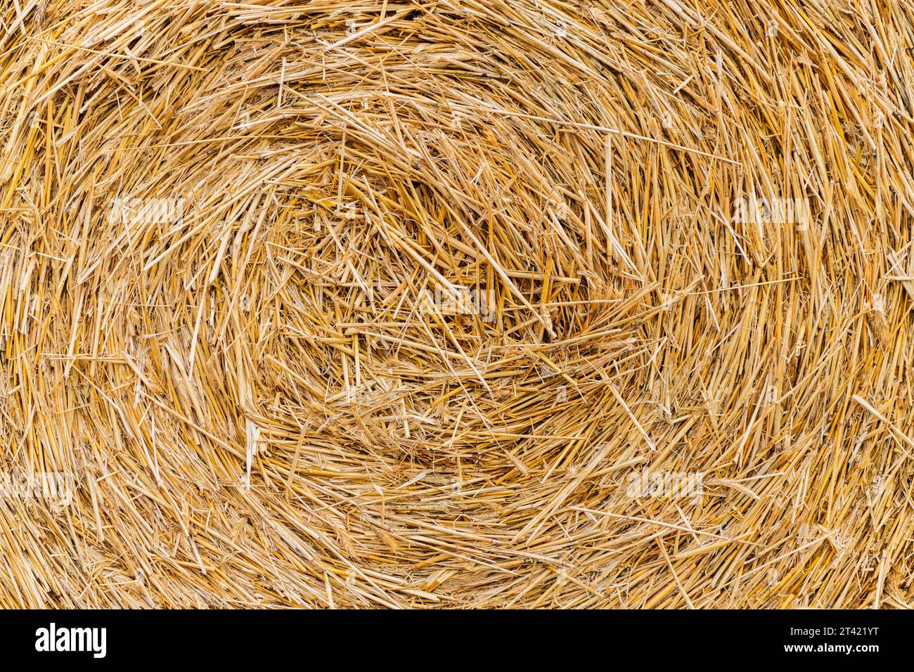rural autumn with hay. straw summer background. haystack straw prepared ...