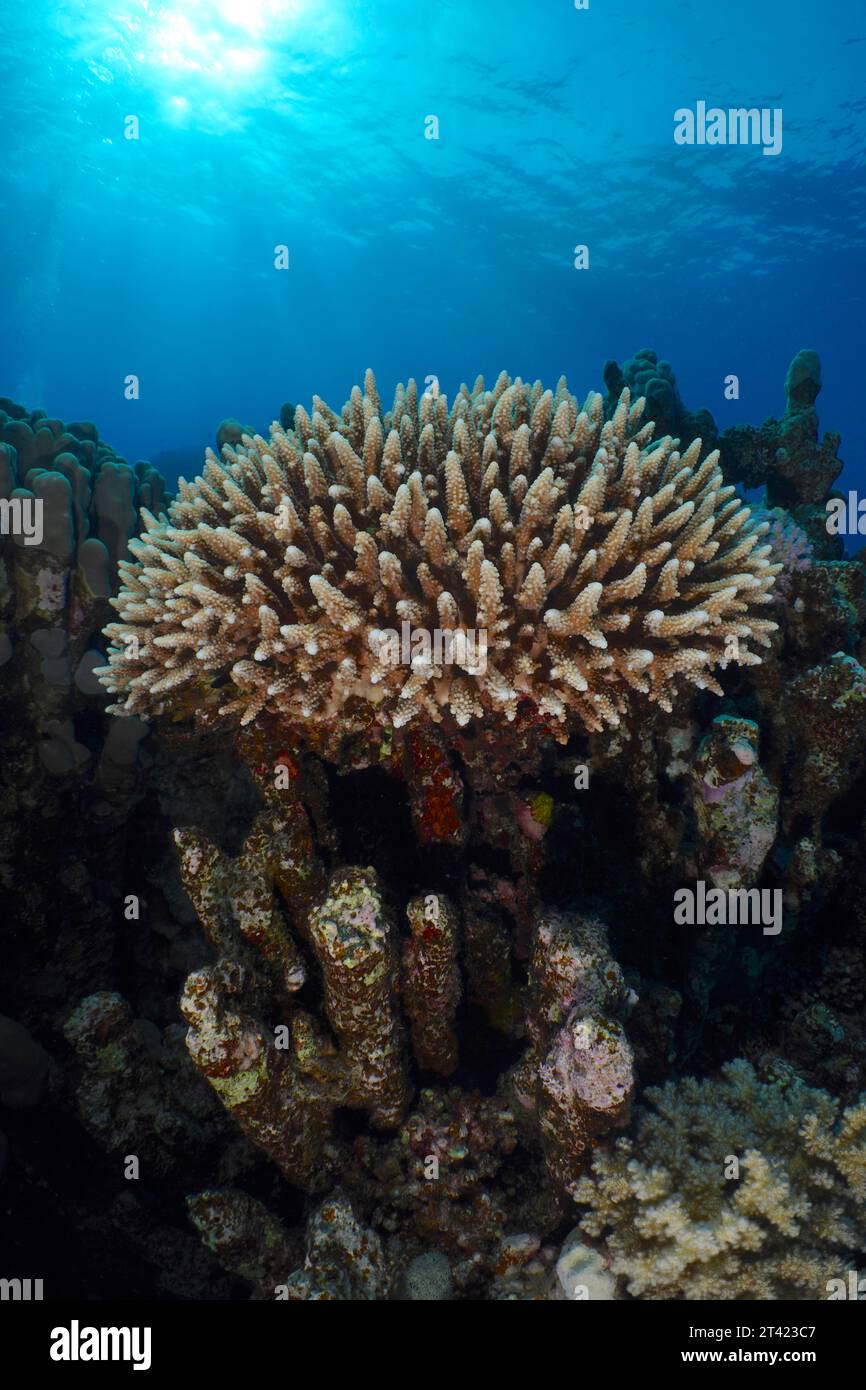 Low staghorn coral (Acropora humilis) in backlight, sun rays, Abu Dabab reef dive site, Egypt, Red Sea Stock Photo