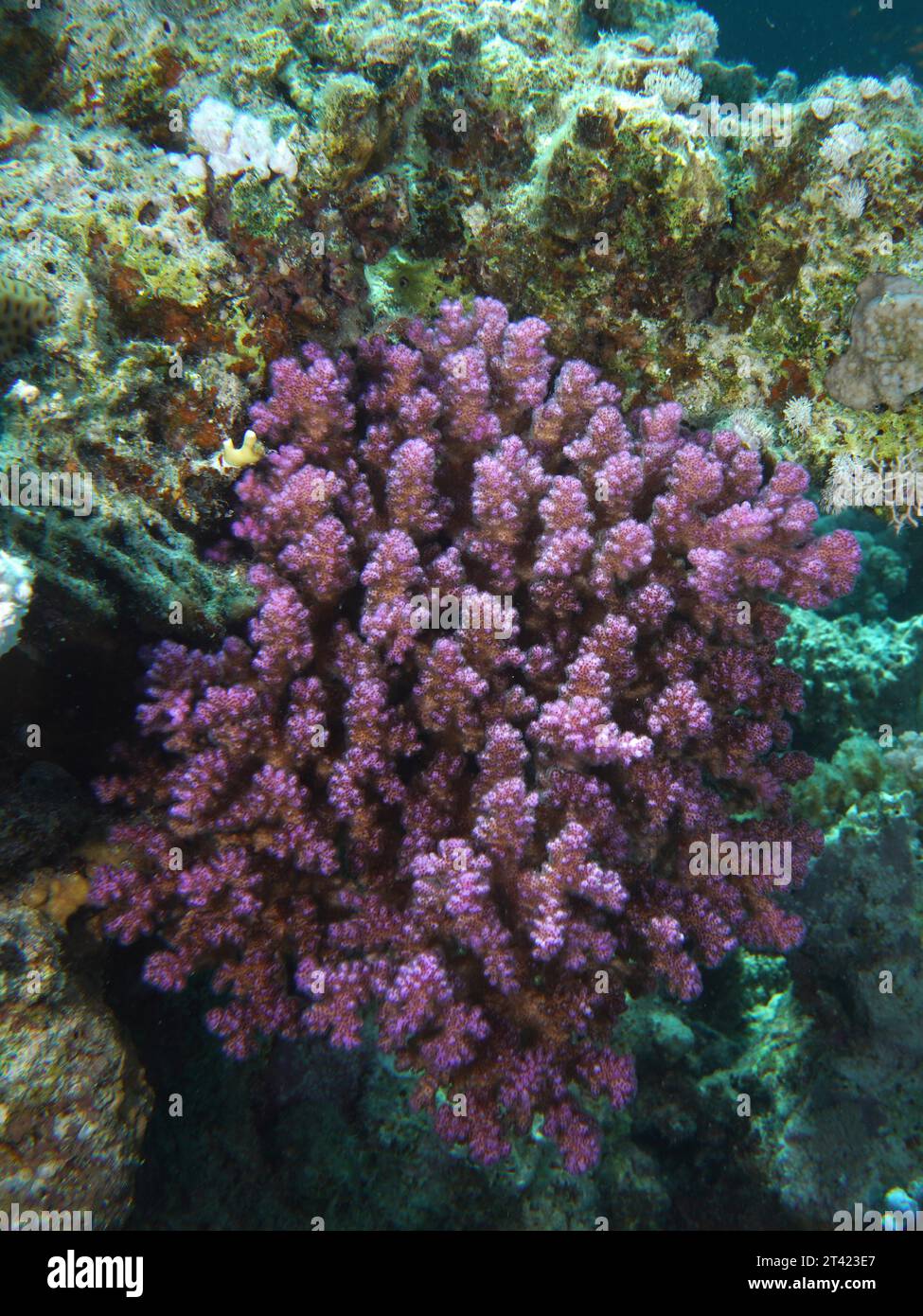 Pawpaw Coral (Pocillopora verrucosa), Dive Site House Reef, Mangrove Bay, El Quesir, Red Sea, Egypt Stock Photo