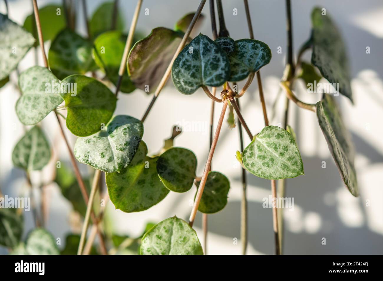 Ceropegia Woodii houseplant with long heart shaped leaves in terracotta pot closeup Stock Photo