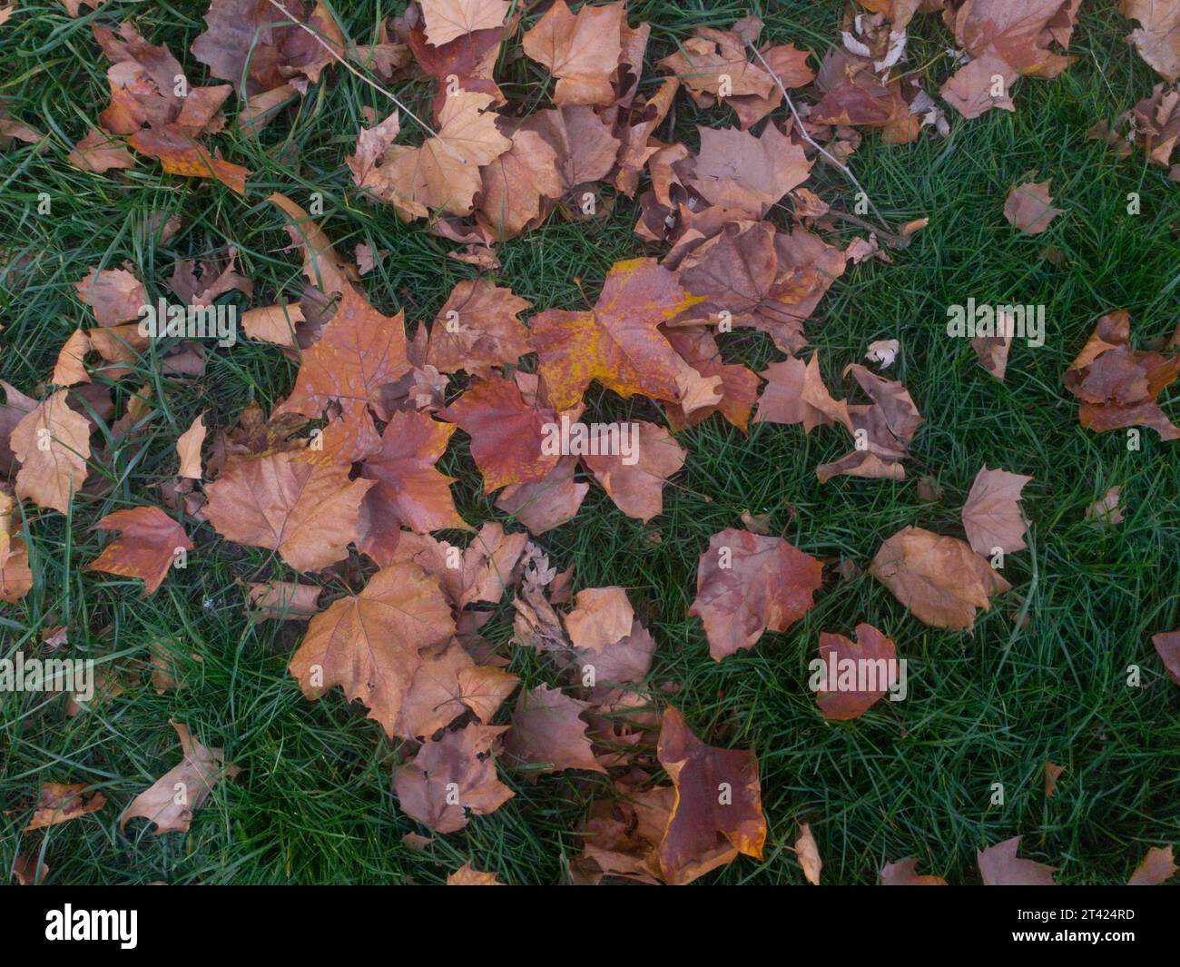 Autumn leaves on the ground Stock Photo - Alamy