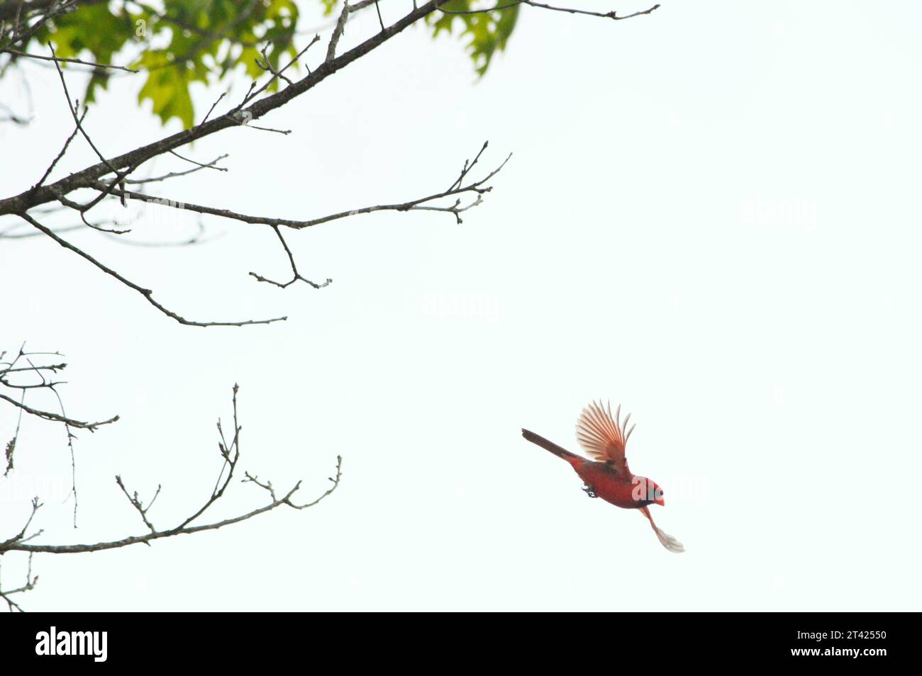 A brown bird soars through the bright blue sky above a suburban street lined with lush green trees Stock Photo