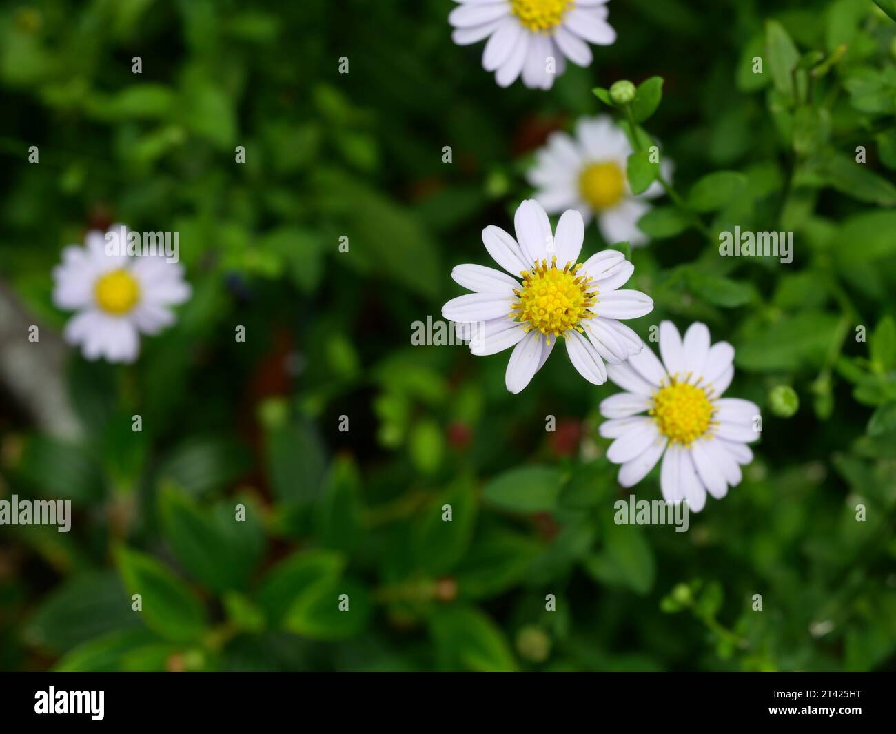Bellis perennis or daisy blossom with natural green backgroud, Flower with white petals and yellow stamens Stock Photo