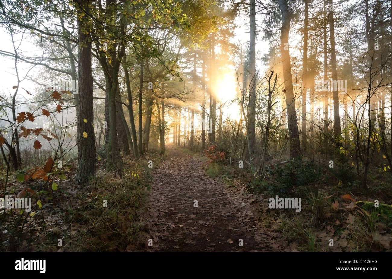 A scenic dirt path winding its way through a lush forest, leading to a ...
