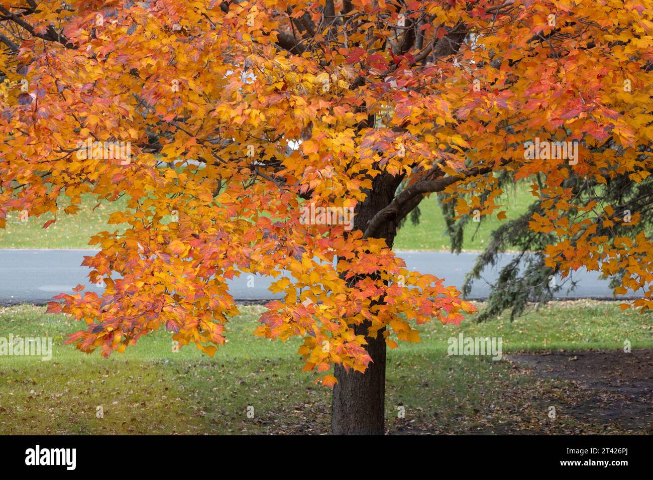 Full frame abstract texture background of red and orange color leaves on a red maple (acer rubrum) tree in autumn Stock Photo