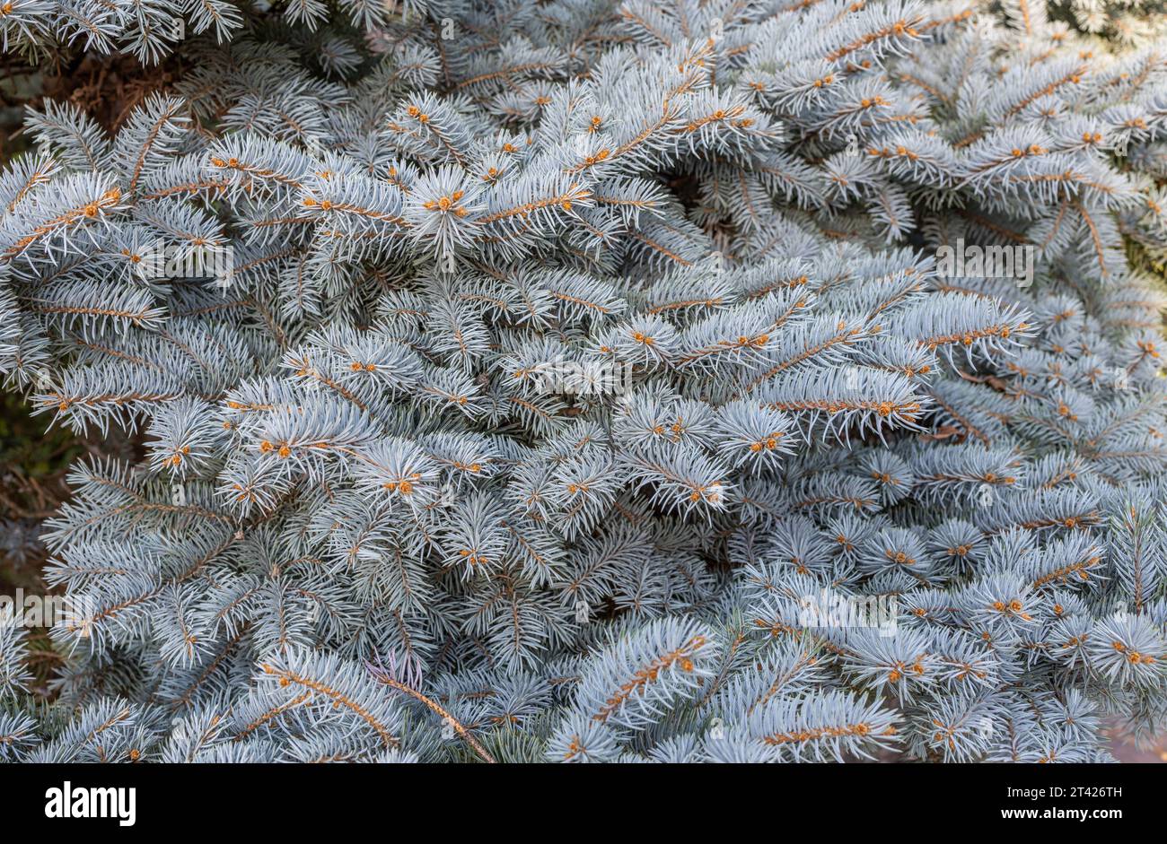 Full frame macro texture background of branches and needles on a spruce tree on a sunny day Stock Photo