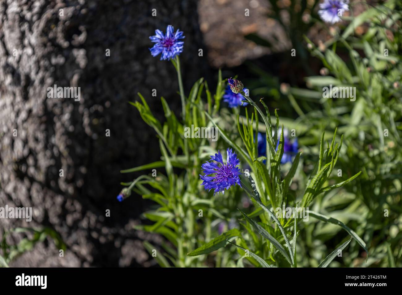 Bachelor buttons hi-res stock photography and images - Alamy