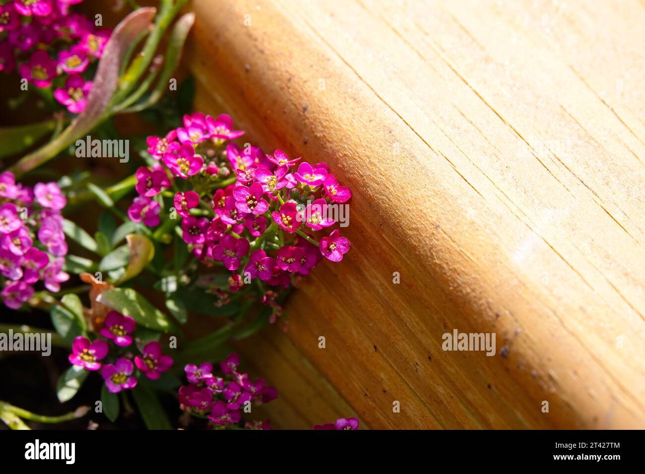 clusters of tiny pink flowers growing against a blond wood garden box Stock Photo Alamy