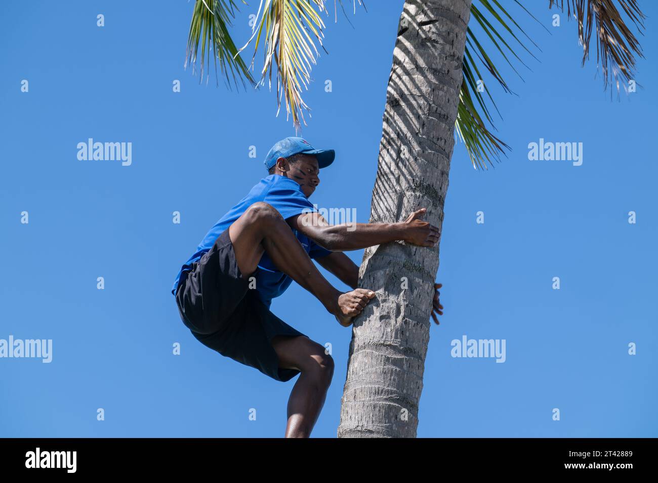 Viti Levu Fiji - September 13 2023; Local boy climbing coconut palm trunk to gather coconuts in blue shirt against blue sky.. Stock Photo