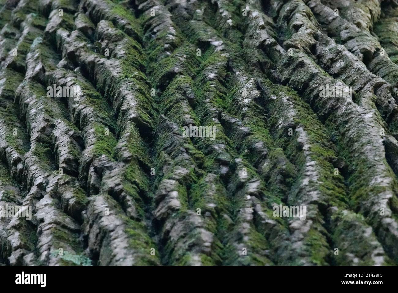 a close-up of the ridges in tree bark with dark green moss growing on the ridges, so that they look like mountains. Stock Photo