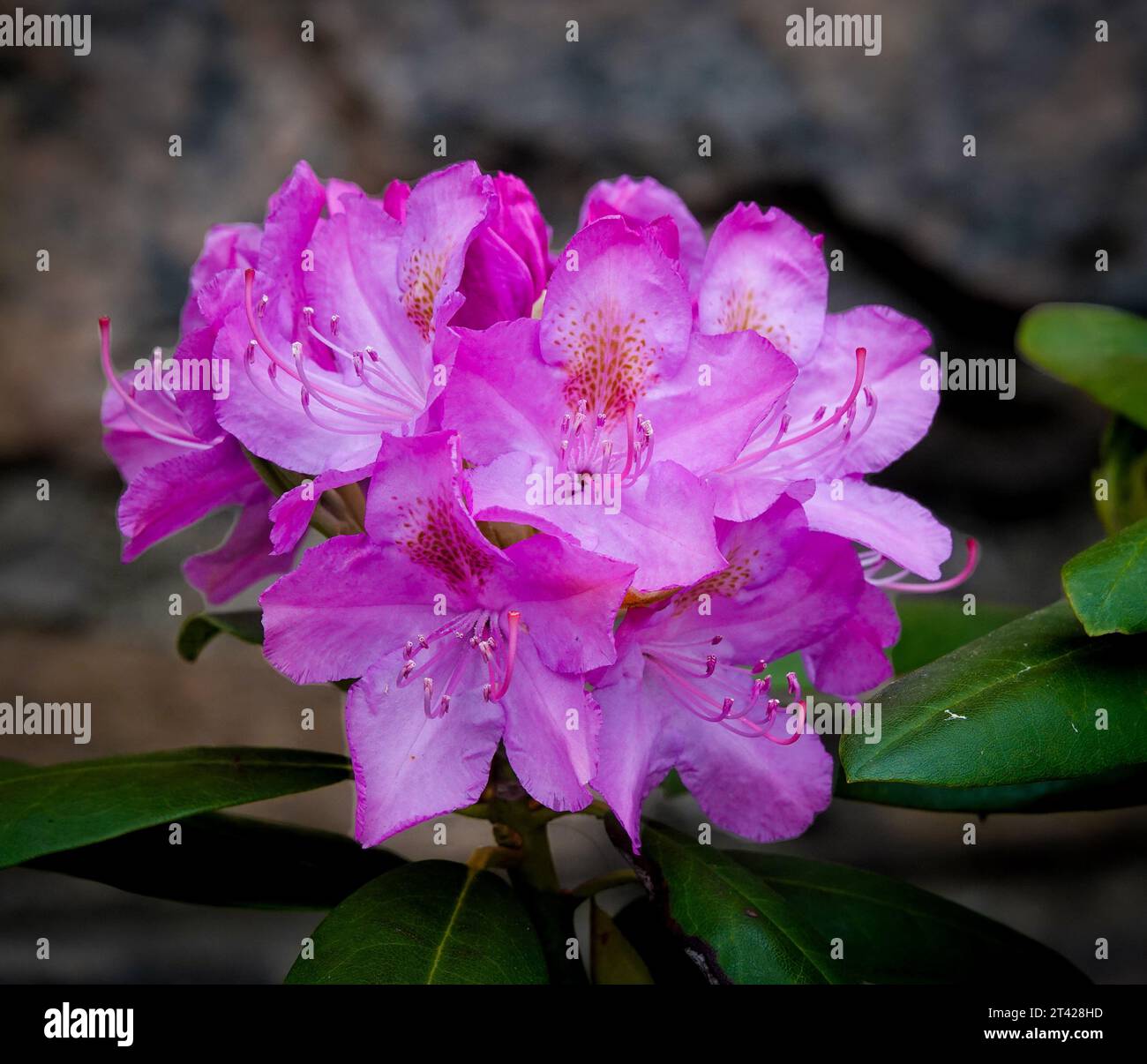 pink purple rhododendron flowers against a grey blurred background Stock Photo