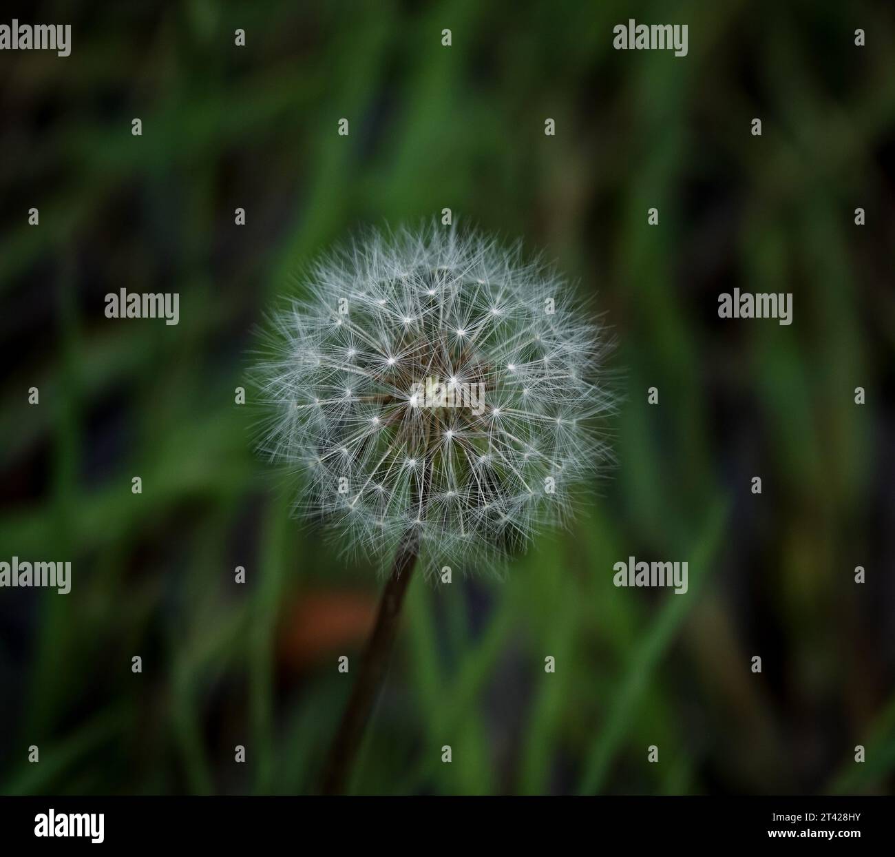 a dandelion gone to seed against a dark green grass background Stock Photo