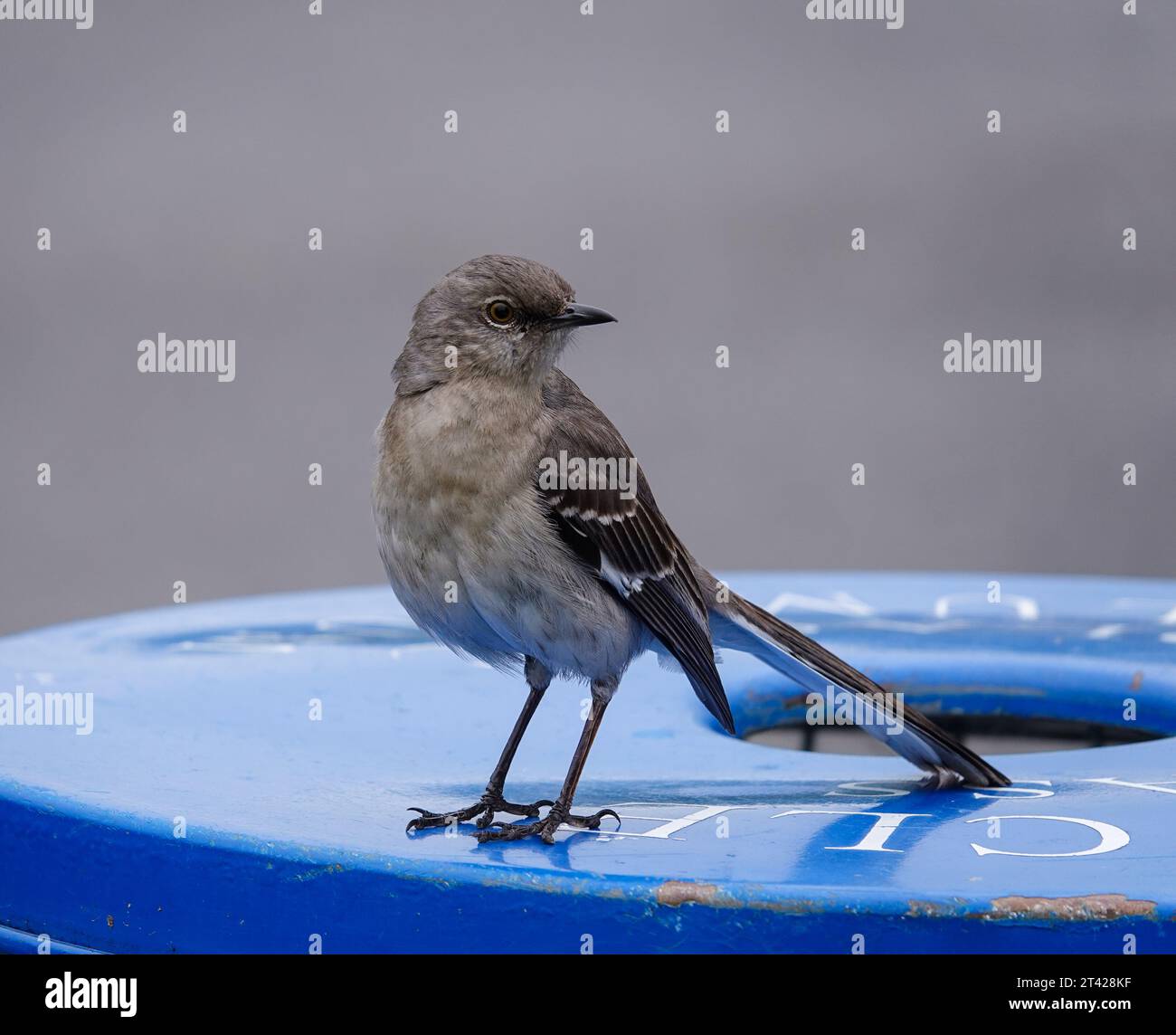 Close up of a grey Mockingbird perched on the rim of a blue garbage can. Stock Photo