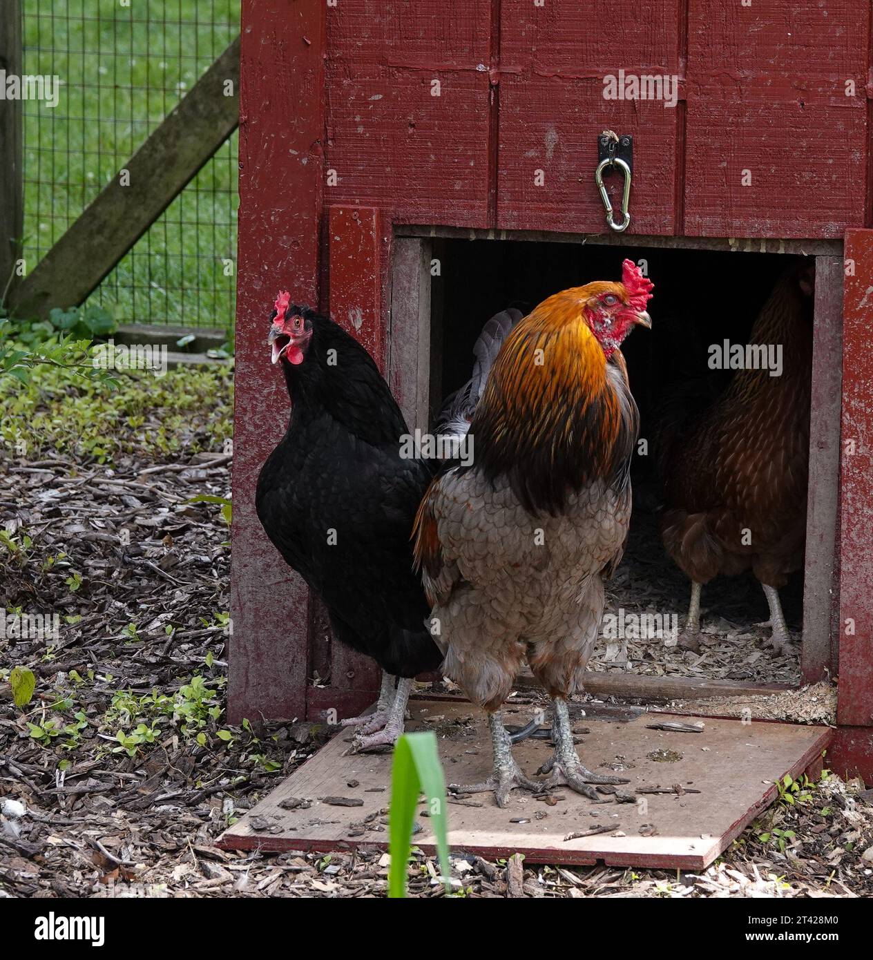 Two roosters, one black and one orange and brown, standing on the ramp to a red chicken coop. Stock Photo