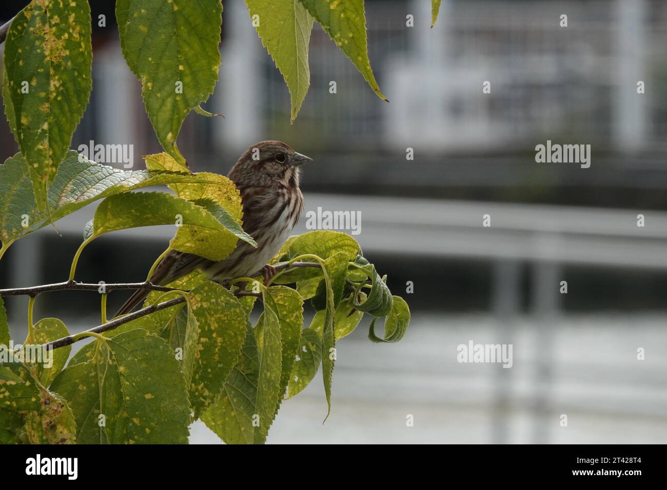 a song sparrow perched on a leafy twig in front of a grey marina background Stock Photo